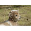 Baby Lamb Lying Down-50844492