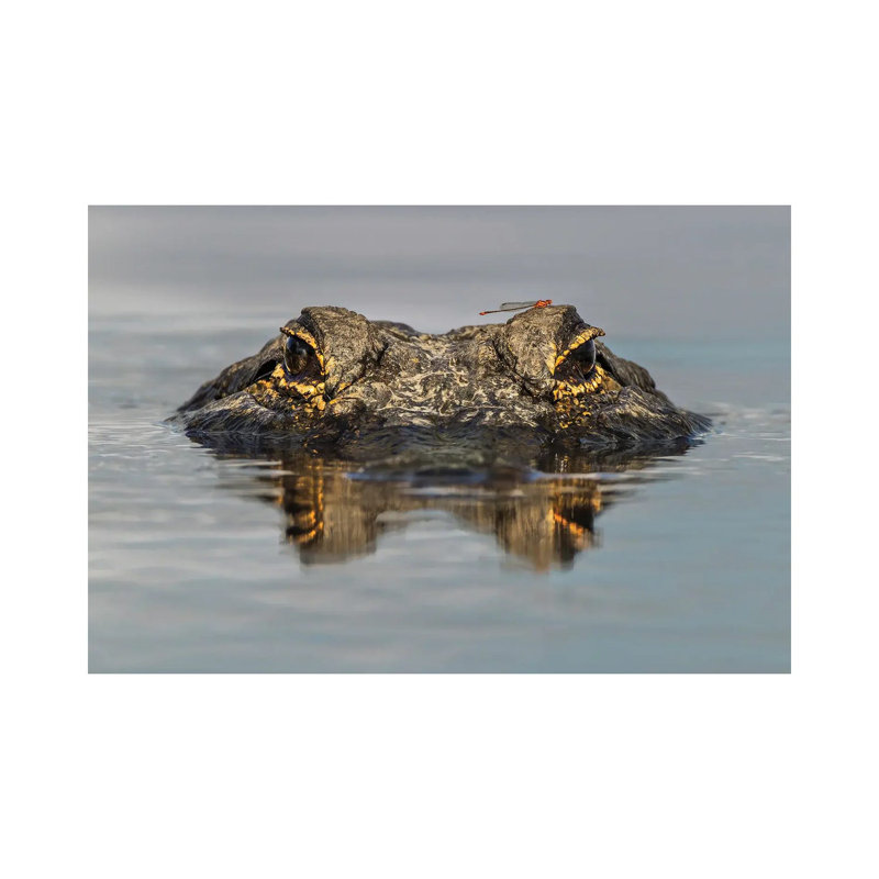 American Alligator From Eye Level With Water, Myakka River State Park, Florida by Adam Jones - No Frame Gallery-Wrapped Canvas Giclée on Canvas