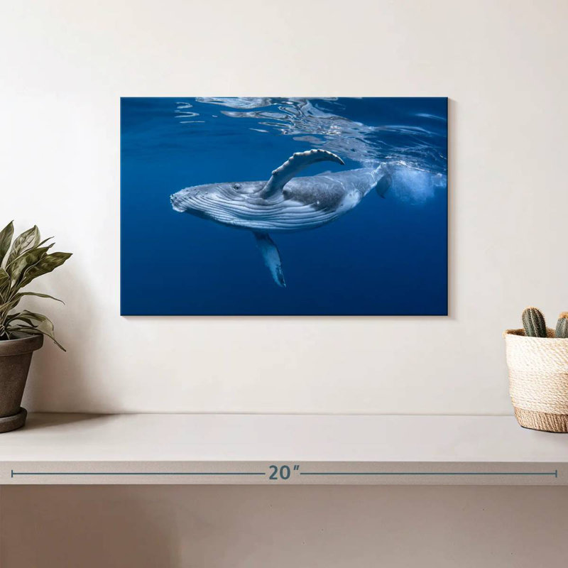 Brampt Baby Humpback Whale, 8" H x 12" W