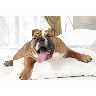 " English Bulldog In The Bedroom " by Alkir