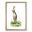 Great Kangaroo by George Shaw - Framed Print-55620757-55620758