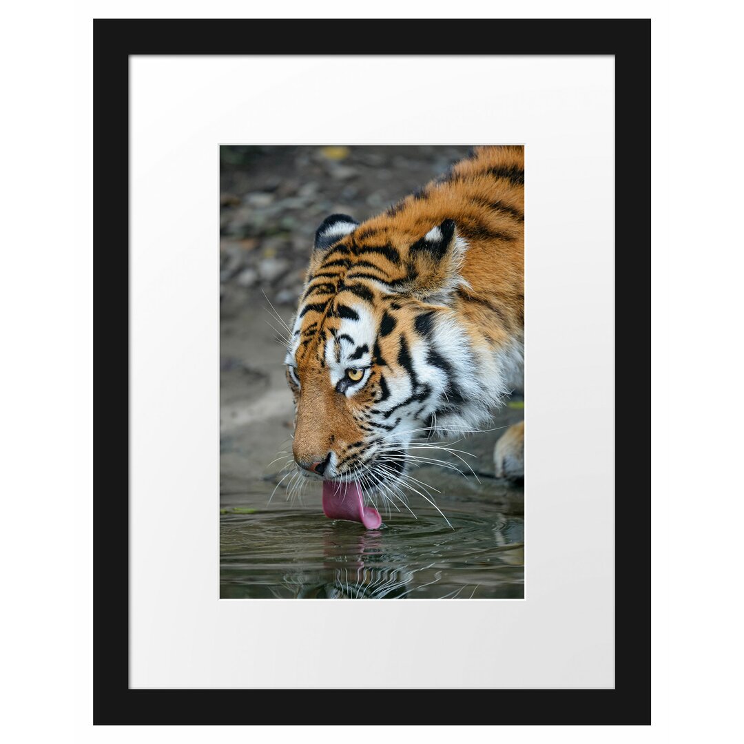 Gerahmtes Poster Tiger am Wasser