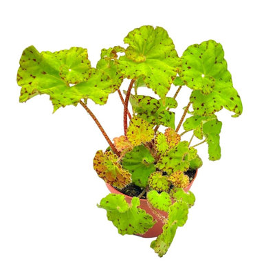 Leprechauns Kiss Green Begonia Rex 4 Inch PaintedLeaf Begonia Unique Homeg