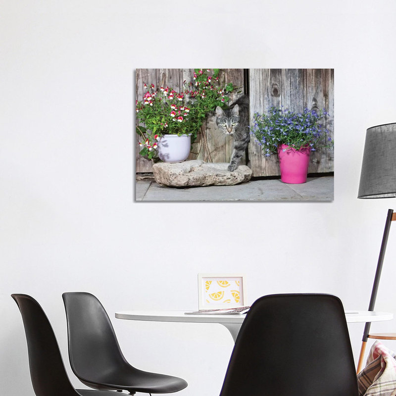 Domestic Cat Female Tabby Emerging From Shed, Lower Saxony, Germany by Duncan Usher - Wrapped Canvas Print