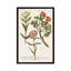 « botanique varietes iv », impression sur toile-29170007-72783508-72783509