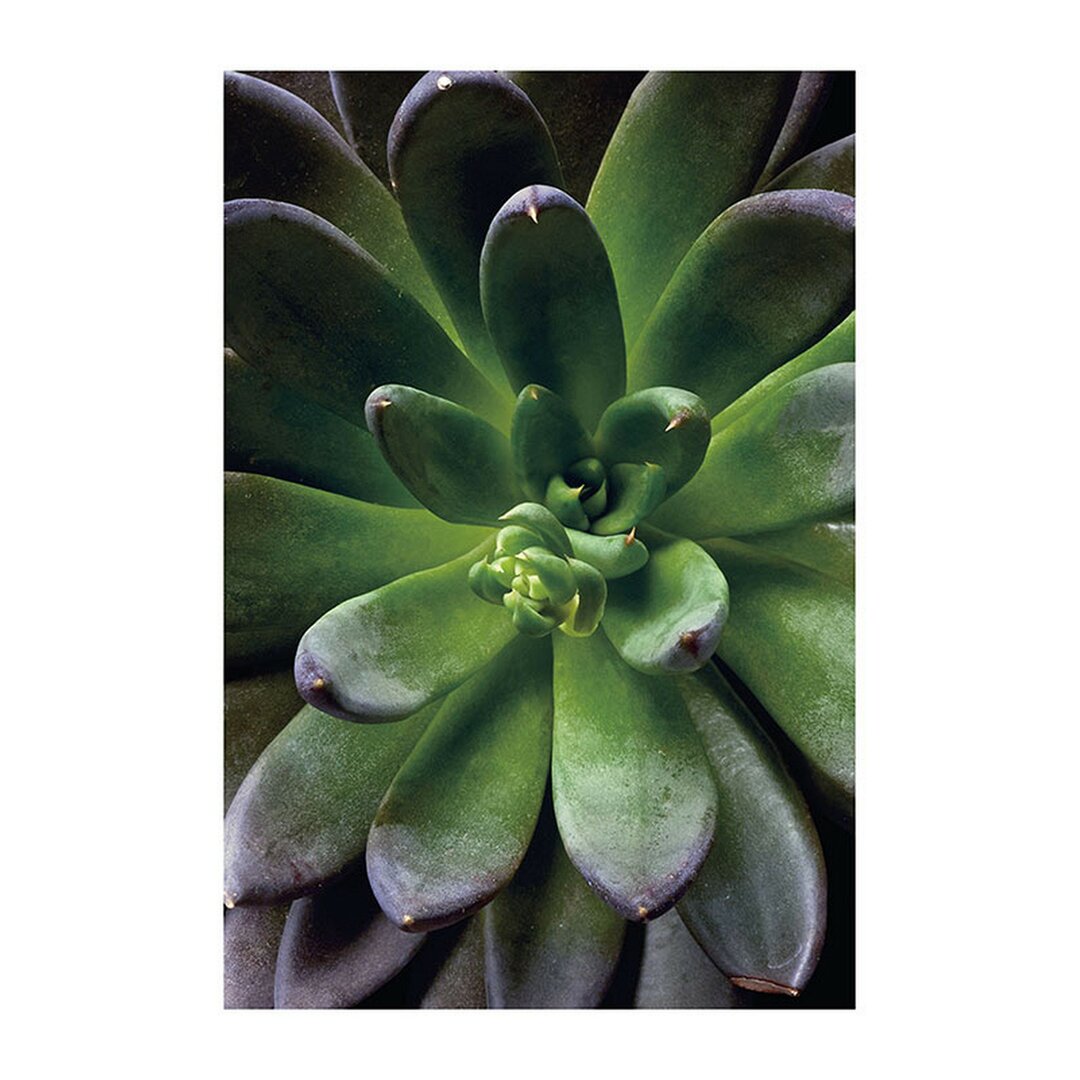 Fotodruck Single Succulent