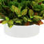 Kamila Croton Maranta plante en pot de Fiberstone
