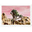 « joshua tree rose », impression-882844620-929072090