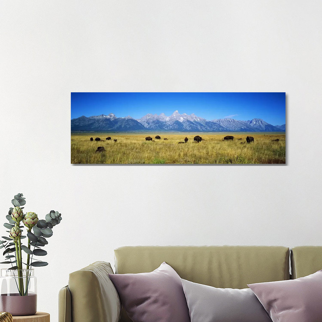 Field Of Bison With Mountains In BackgroundGrand Teton National Park, Wyoming, USA von Panoramic Images - Panoramic Gall...