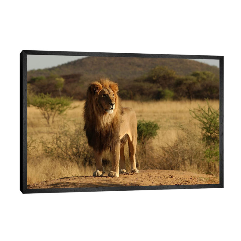 African Lion - Print on Canvas, 101.6 cm H x 66.04 cm W, Black Floater Framed