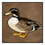  Tapis lavable Gadwall-329056993