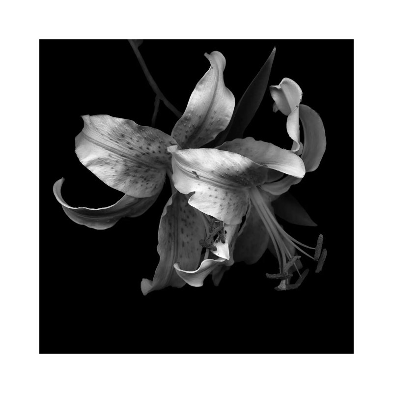 Lily I, B&W by Magda Indigo - Wrapped Canvas Print, 93.98 cm H x 93.98 cm W x 3.175 cm D