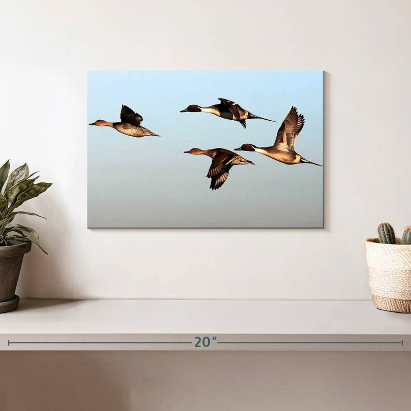 Canards pilet Brampt, H 8 po x l 12 po
