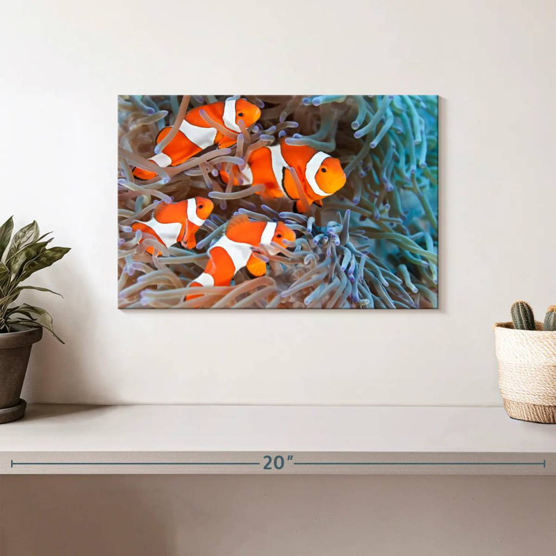 Crowle Clown Fish, 8" H x 12" W