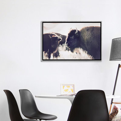 Photographie buffalo