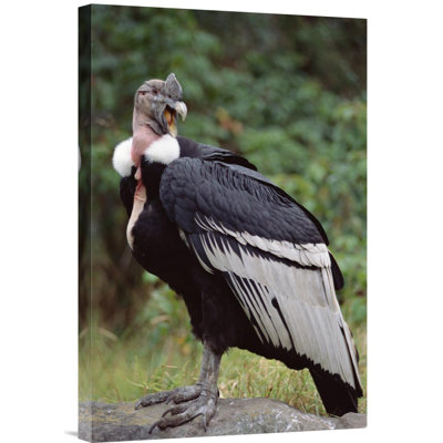 " Andean Condor Male, Cayambe, Ecuador "