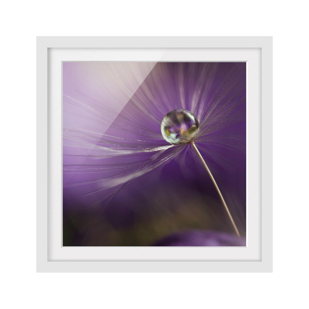 Gerahmtes Poster Purple Dandelion