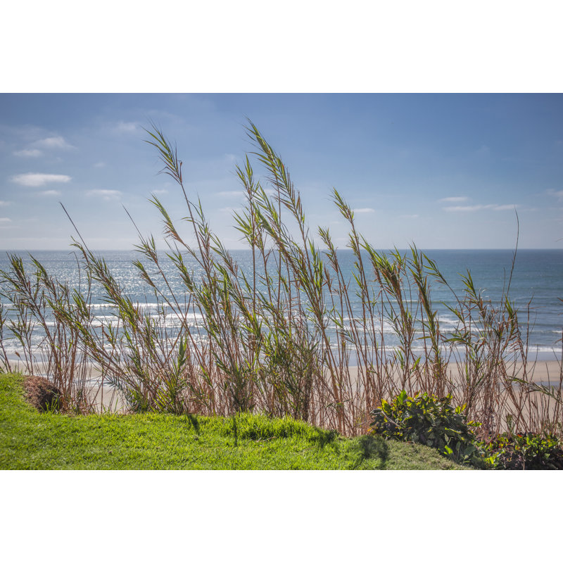 Grasses At Seagrove Park by Barbara Markoff - Wrapped Canvas Print, 30cm H x 46cm W
