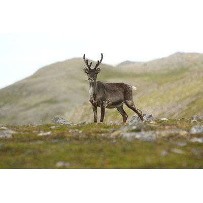 «Reindeer» par Srugina, photographie sur toile tendue