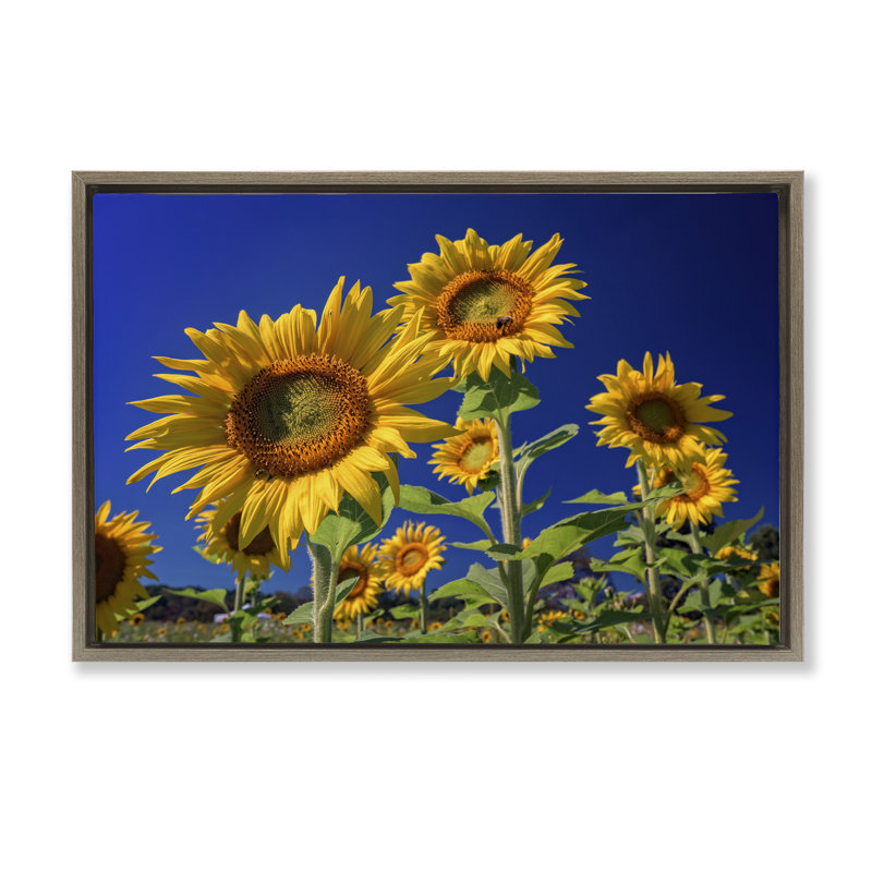 «Bright Sunflowers with Blue Sky», toile flottante encadrée par Rick Berk, Cadre flottant orme Montalcino, H 17 po x l 25 po