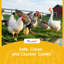 Rabbit, Chicken, Bird