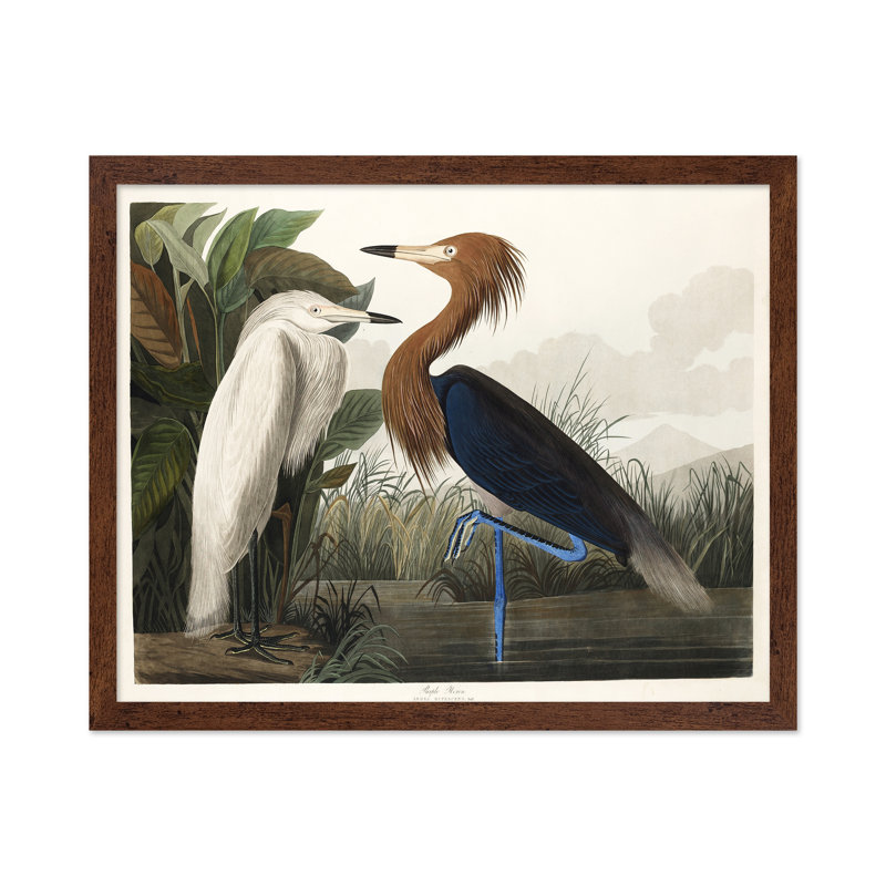 John James Audubon - Héron mauve, Poster, 16"H x 20"W, Brown Framed