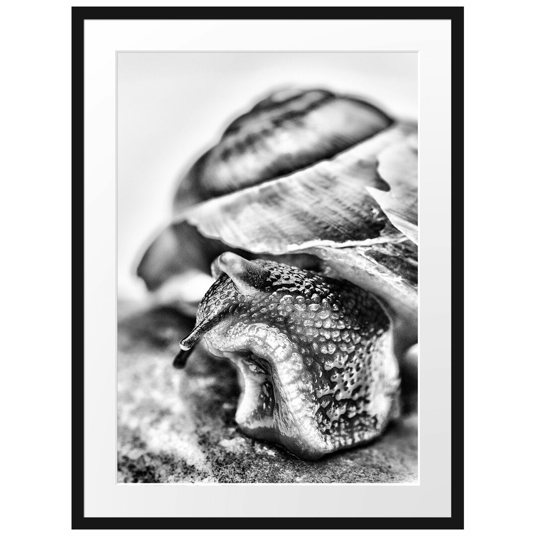 Gerahmtes Poster Schnecke mit Haus