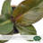 4" Philodendron Red Heart