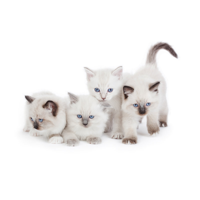 Cute Ragdoll Kittens by Czanner - Wrapped Canvas Print, 30cm H x 46cm W