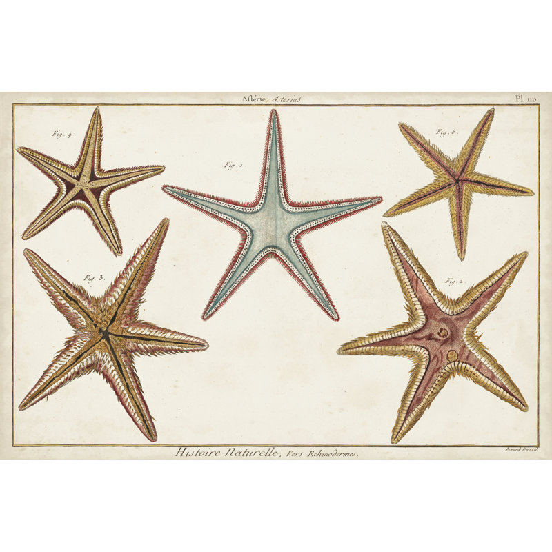 Starfish Naturelle I - Wrapped Canvas Print, 30cm H x 46cm W x 3.8cm D