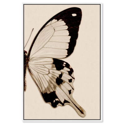 " Animals Sepia Butterfly II Insects "