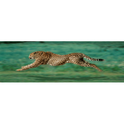 Achetez Art décoratif pour toile tendue avec guépard sous licence officielle - 36 x 12 po
