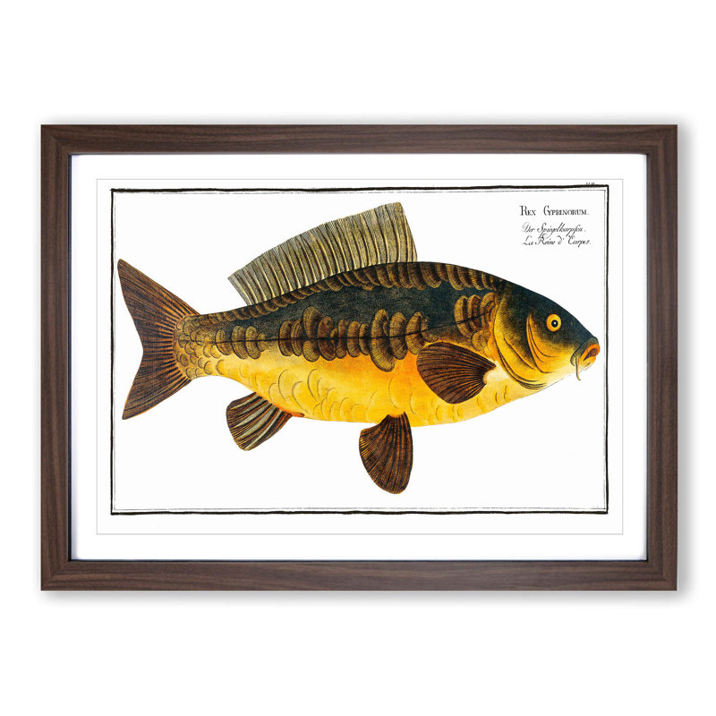 Royal Carp Fish by M.E. Bloch - Framed Print, 40cm H x 60cm W x 2cm D, Walnut