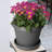 Terra Traditional Plastic Indoor/Outdoor Pot Planter-706139629-706139600