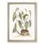 Ground Squirrel by Mark Catesby - Picture Frame Painting Print-55608997-55608996