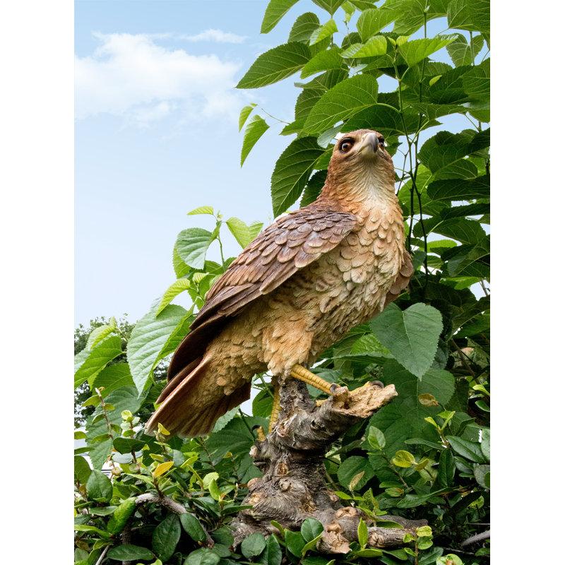 Red Tail hawk Standing on Branch