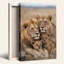 Art mural sur toile Golden Lion Family-132749953