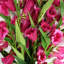 Artificial Arrangement-106401543-112376036