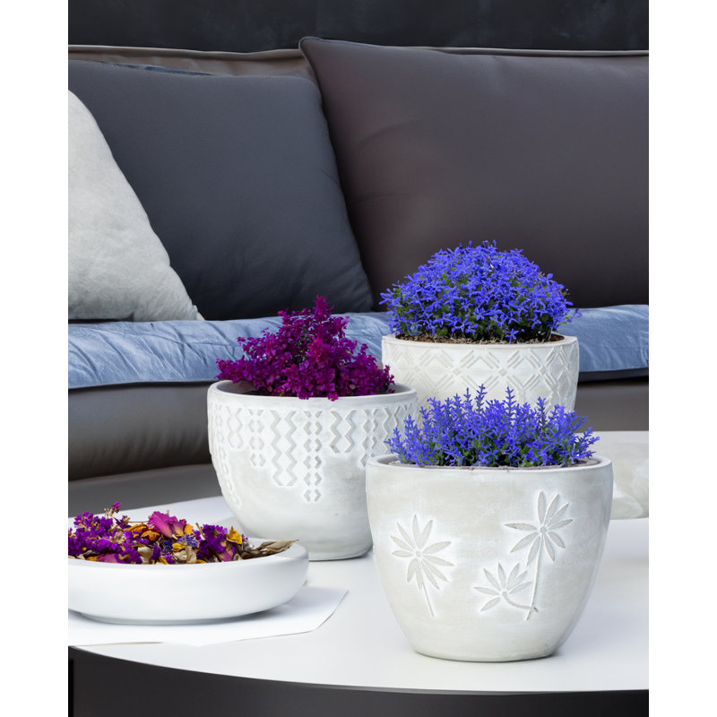 7 in. Bellis Planter, Bellis