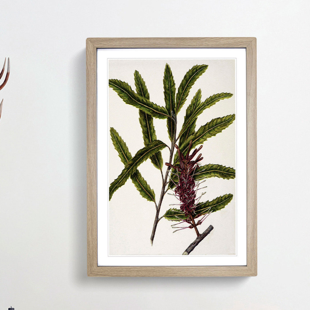 Rewarewa Flowers by Sarah Featon - Picture Frame Painting Print