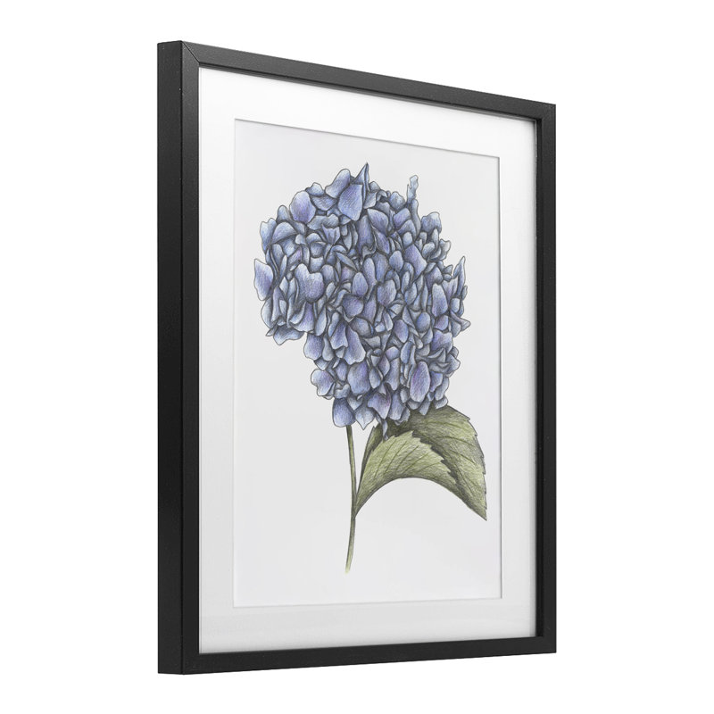 Hortensia croquis, impression encadrée sous verre, design par Cecilia Battaini, Cadre noir minuit, H 16 po x l 13 po