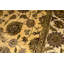 Dania Oriental Area Rug
