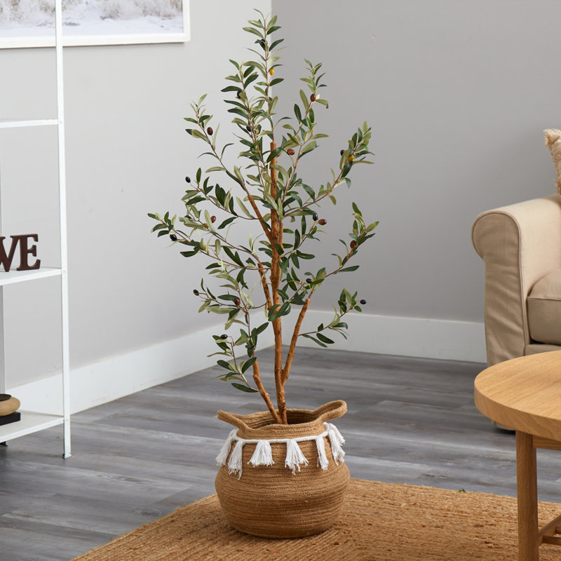 Plante de 42 po