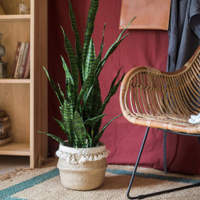 Plante de serpent en pot