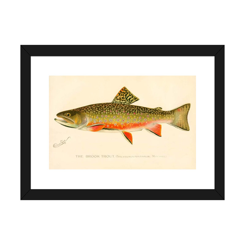 The Brook Trout - impression d'art graphique, Papier encadré noir, H 24 po x l 32 po x P 1 po