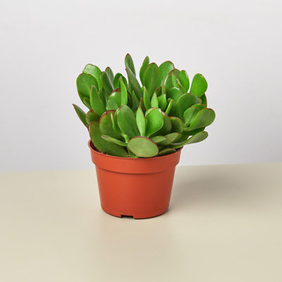 House Plant Shop Live Plant Low Maintenance Plant Rattan