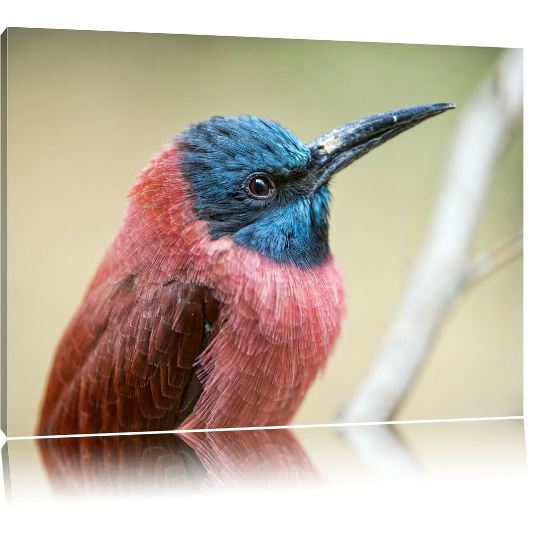 Leinwandbild Kleiner tropischer Vogel