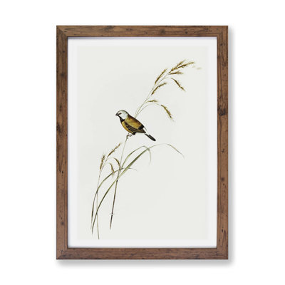 Banded Grass Finch - Framed Print
