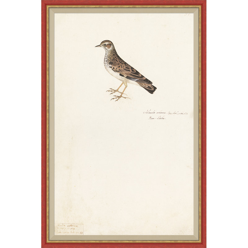 18th Century Bird Re-Strikes XIV Framed Painting