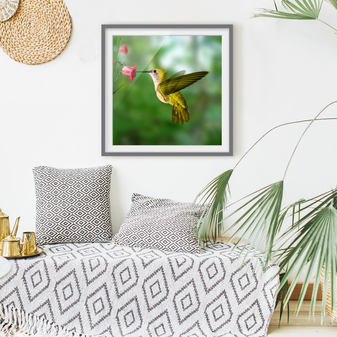 Gerahmtes Poster Hummingbird and Flower